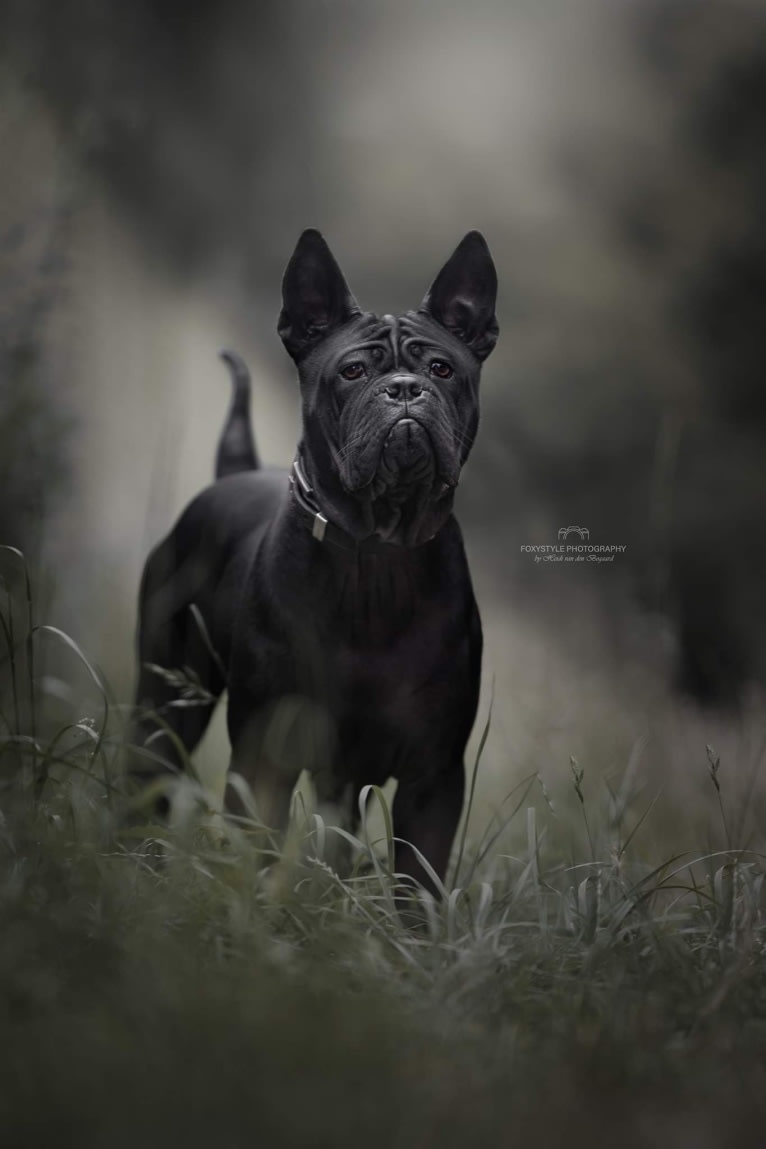 Majestic Temple Black Vudoo, a Chinese Chongqing Dog tested with EmbarkVet.com