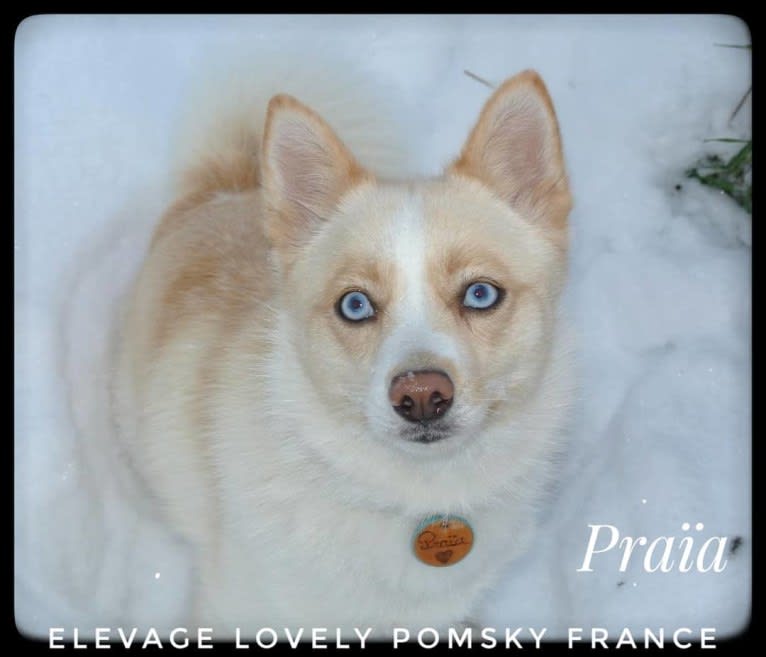 Praïa, a Pomsky tested with EmbarkVet.com