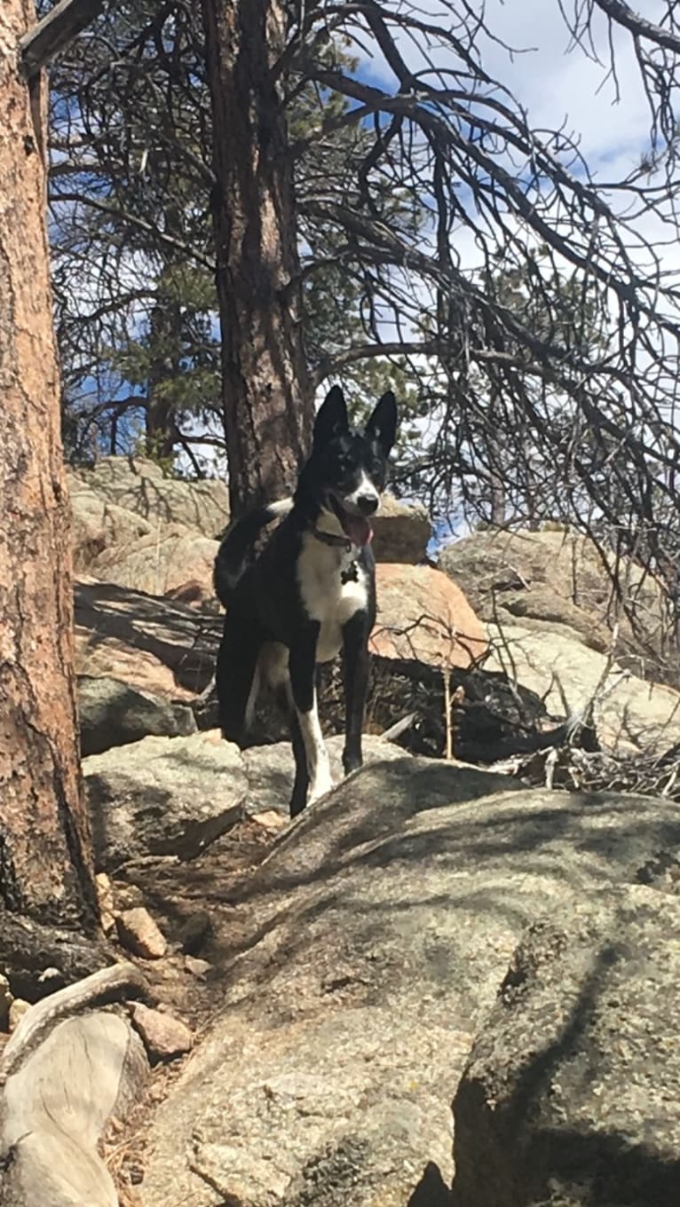 Jack, a Border Collie and Siberian Husky mix tested with EmbarkVet.com