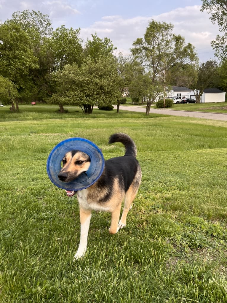 Hela, a Siberian Husky and German Shepherd Dog mix tested with EmbarkVet.com