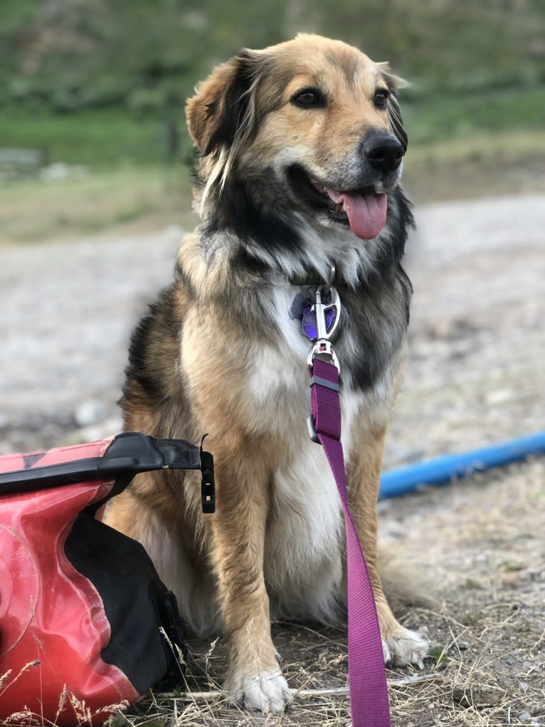 Akela, an American Pit Bull Terrier and Australian Cattle Dog mix tested with EmbarkVet.com