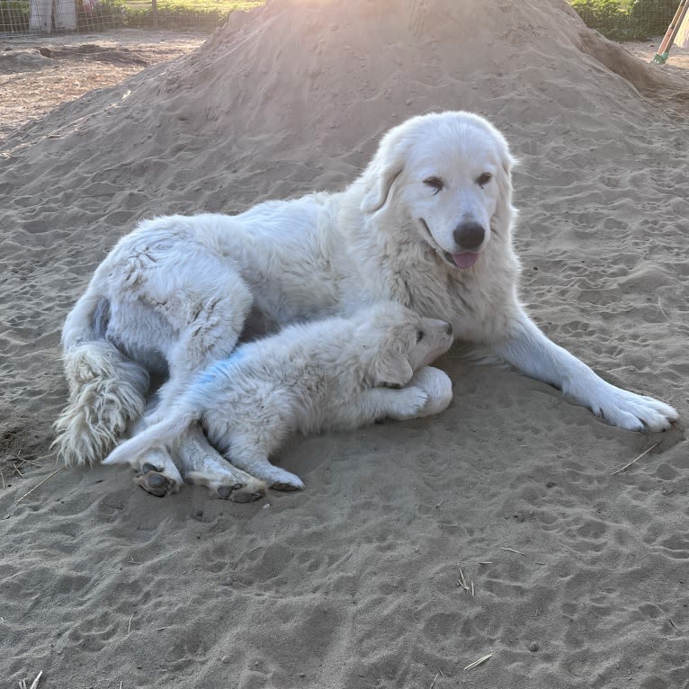 Gianna, a Maremma Sheepdog tested with EmbarkVet.com