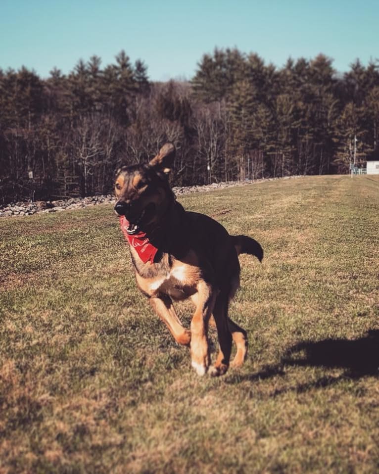 G-Mo, a German Shepherd Dog and American Pit Bull Terrier mix tested with EmbarkVet.com