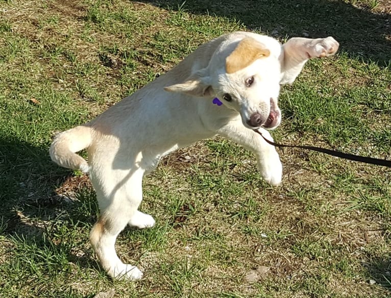 Missy, a Labrador Retriever and American Pit Bull Terrier mix tested with EmbarkVet.com