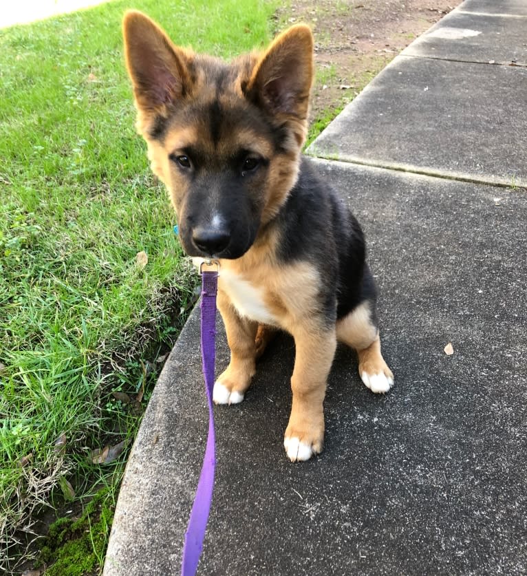 Mick, a Siberian Husky and German Shepherd Dog mix tested with EmbarkVet.com