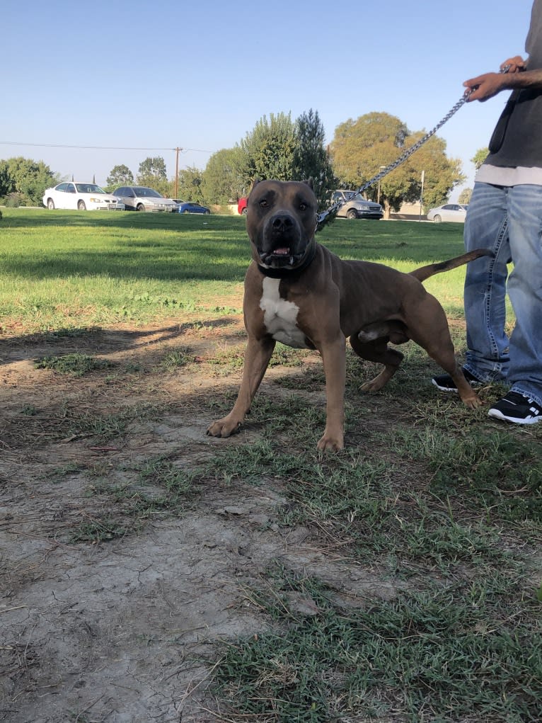 Storm King, an American Bully tested with EmbarkVet.com