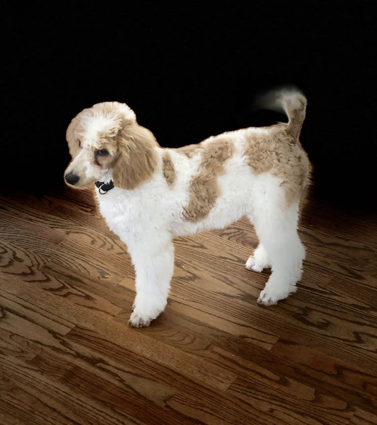 Alice, a Poodle (Standard) tested with EmbarkVet.com