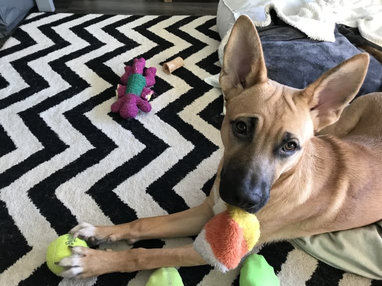 Kermit, an American Pit Bull Terrier and German Shepherd Dog mix tested with EmbarkVet.com