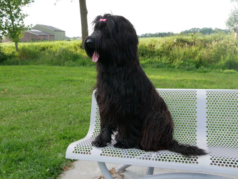 Nouckie, a Briard tested with EmbarkVet.com