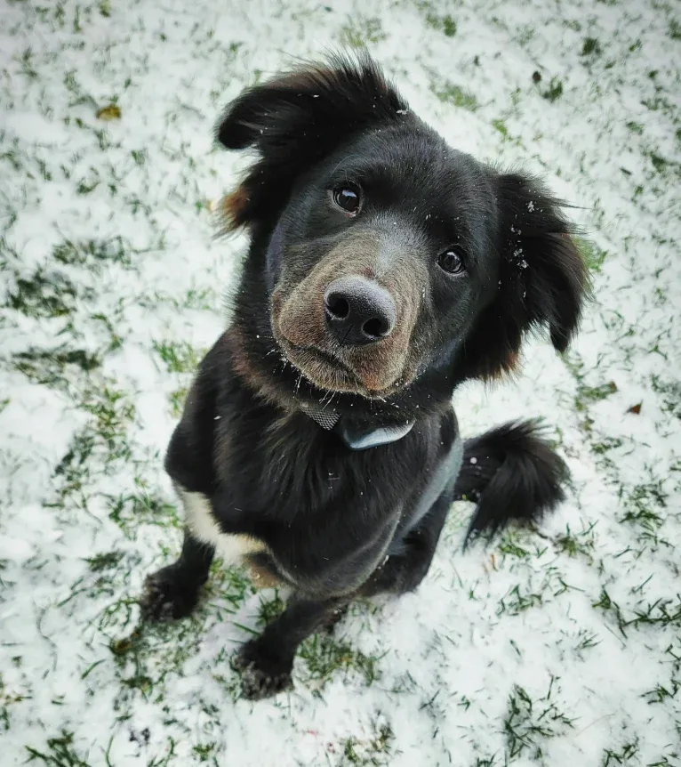 Bowser, an American Pit Bull Terrier and Siberian Husky mix tested with EmbarkVet.com