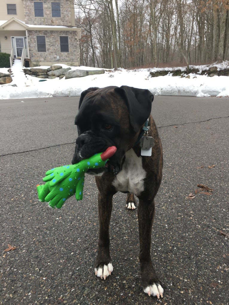 Murray, a Boxer tested with EmbarkVet.com