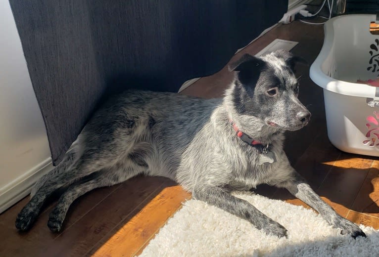 Apollo, a Border Collie and Australian Cattle Dog mix tested with EmbarkVet.com