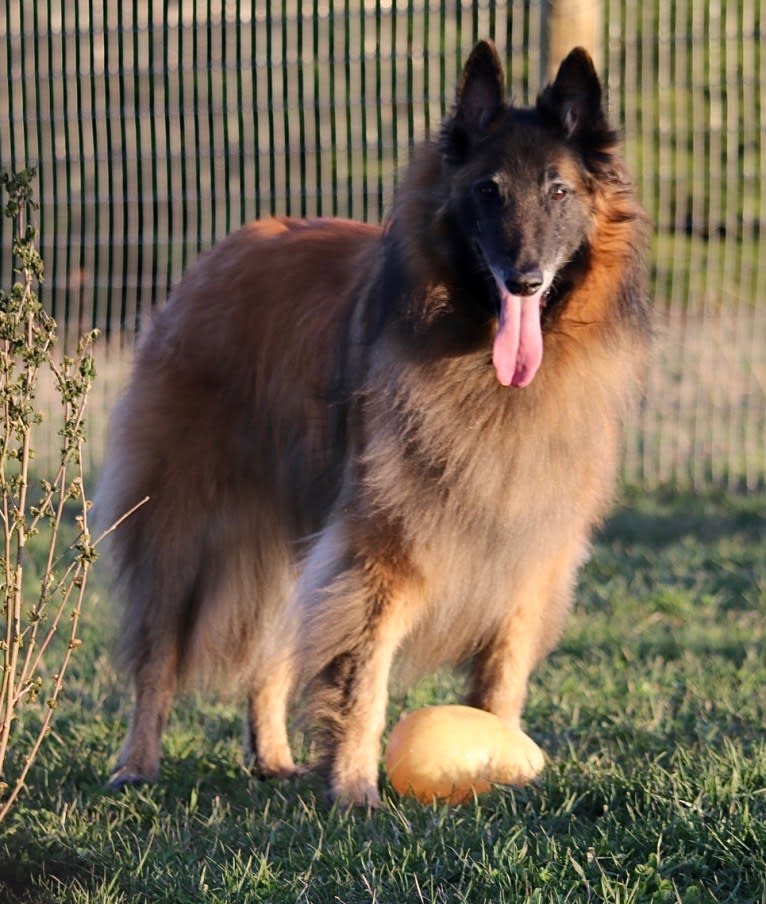 Dzurath, a Belgian Shepherd tested with EmbarkVet.com