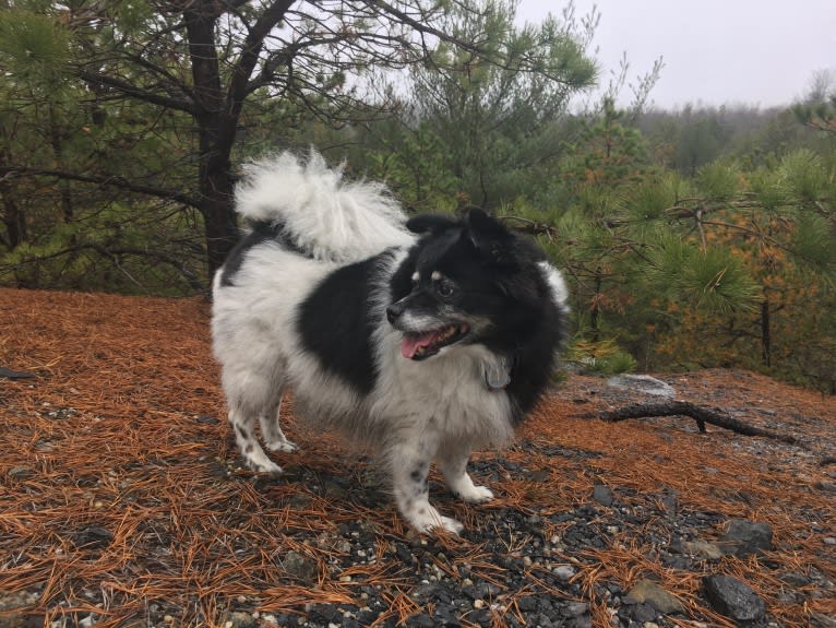 Piper, an American Eskimo Dog and Pomeranian mix tested with EmbarkVet.com