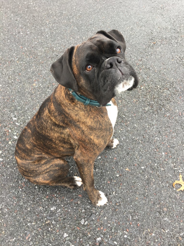 Murray, a Boxer tested with EmbarkVet.com