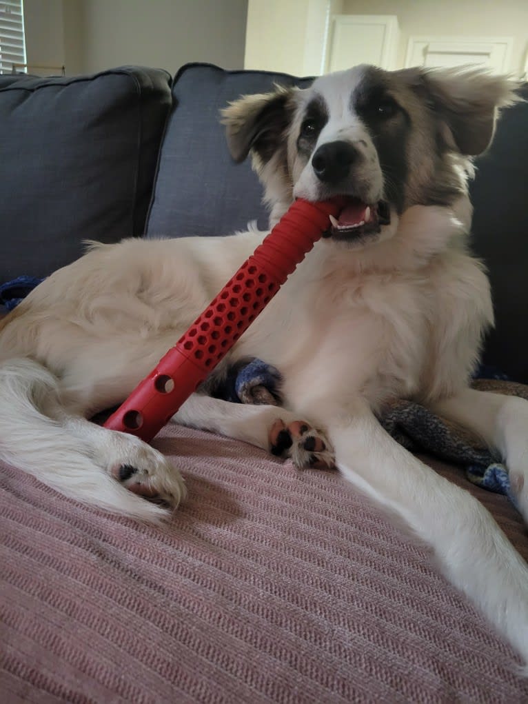 Beau, a Great Pyrenees and Belgian Malinois mix tested with EmbarkVet.com