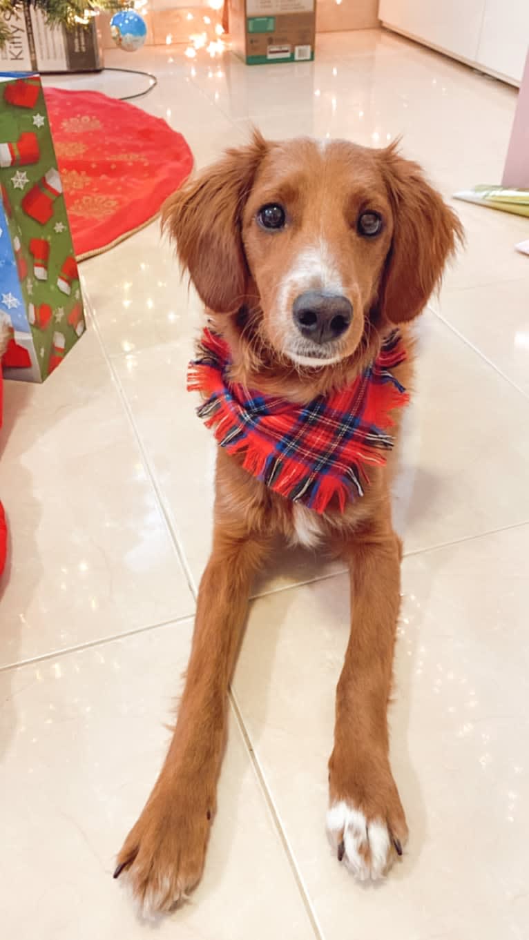 Benny, a Goldendoodle tested with EmbarkVet.com