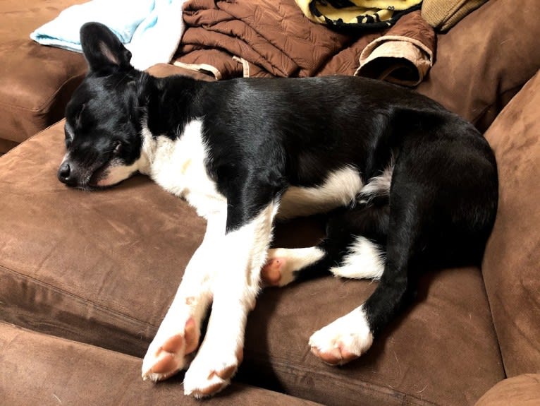 Newt, an Australian Cattle Dog and Border Collie mix tested with EmbarkVet.com