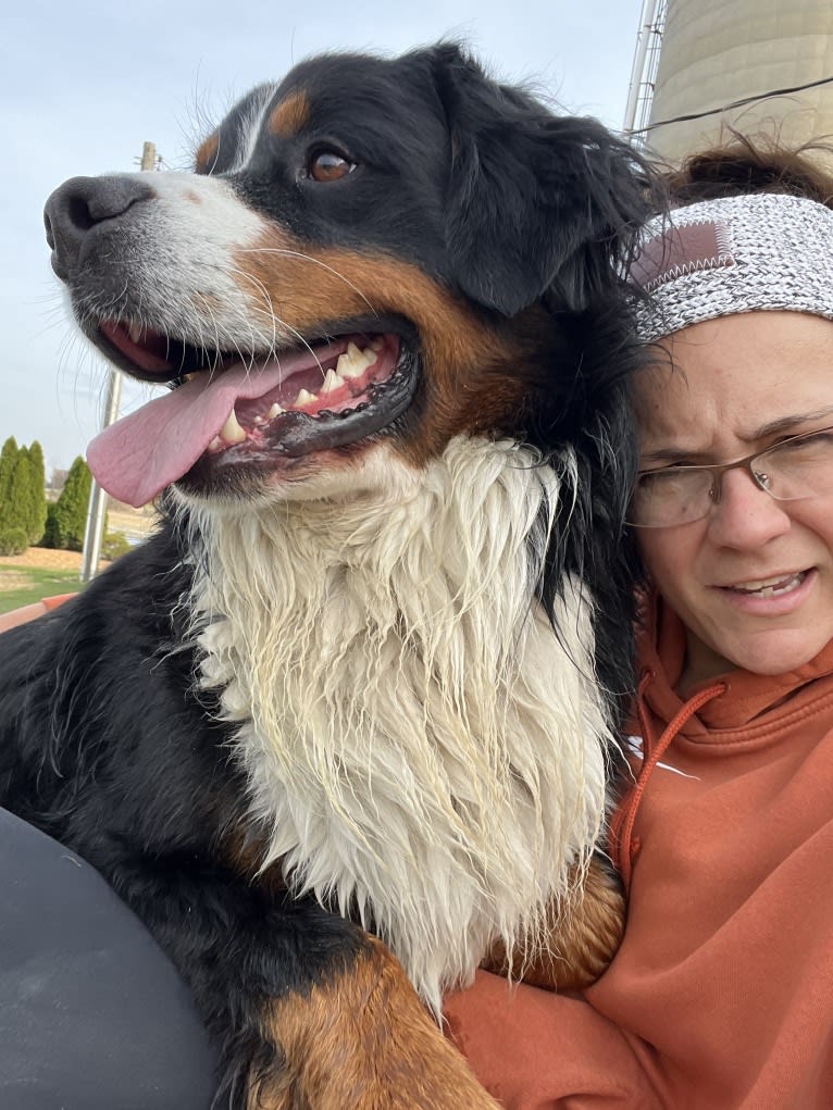 Milo, a Bernese Mountain Dog tested with EmbarkVet.com