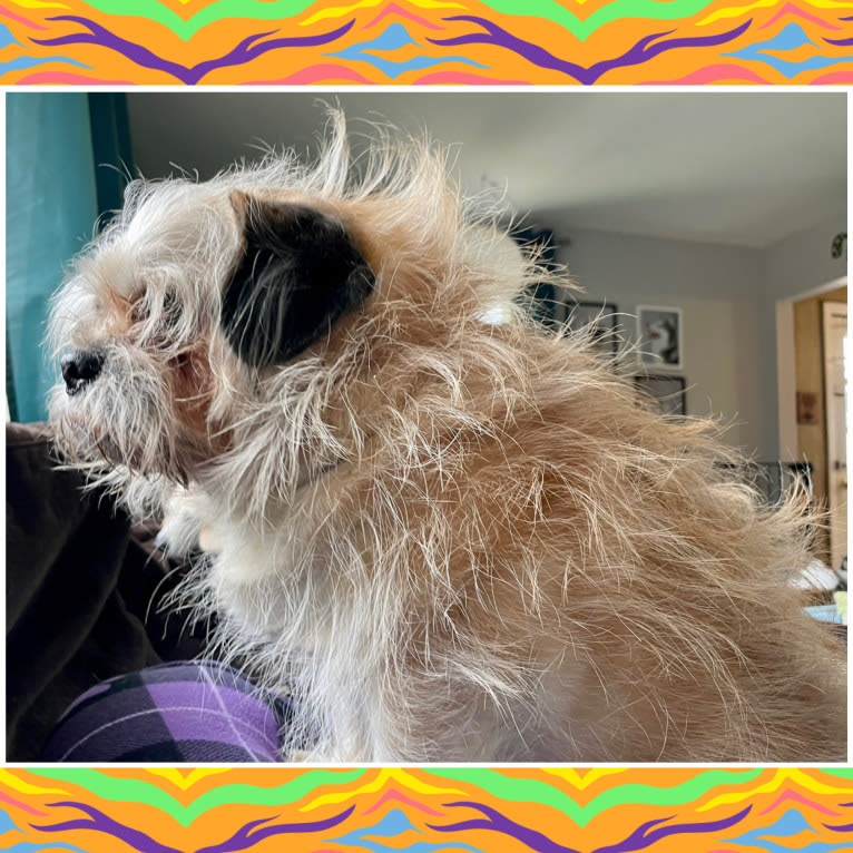 Winston, a Pugapoo tested with EmbarkVet.com