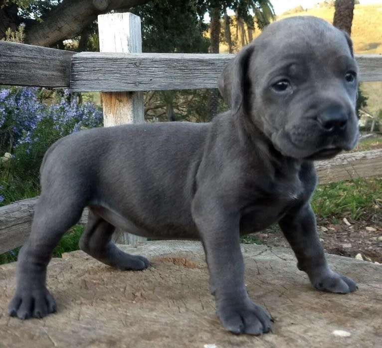 Jelani Jehzara, a Boerboel tested with EmbarkVet.com