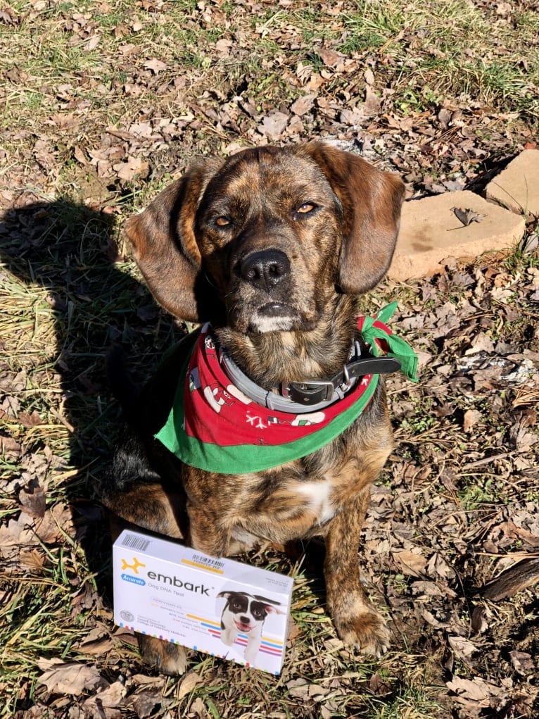 Otis, a Beagle and Golden Retriever mix tested with EmbarkVet.com