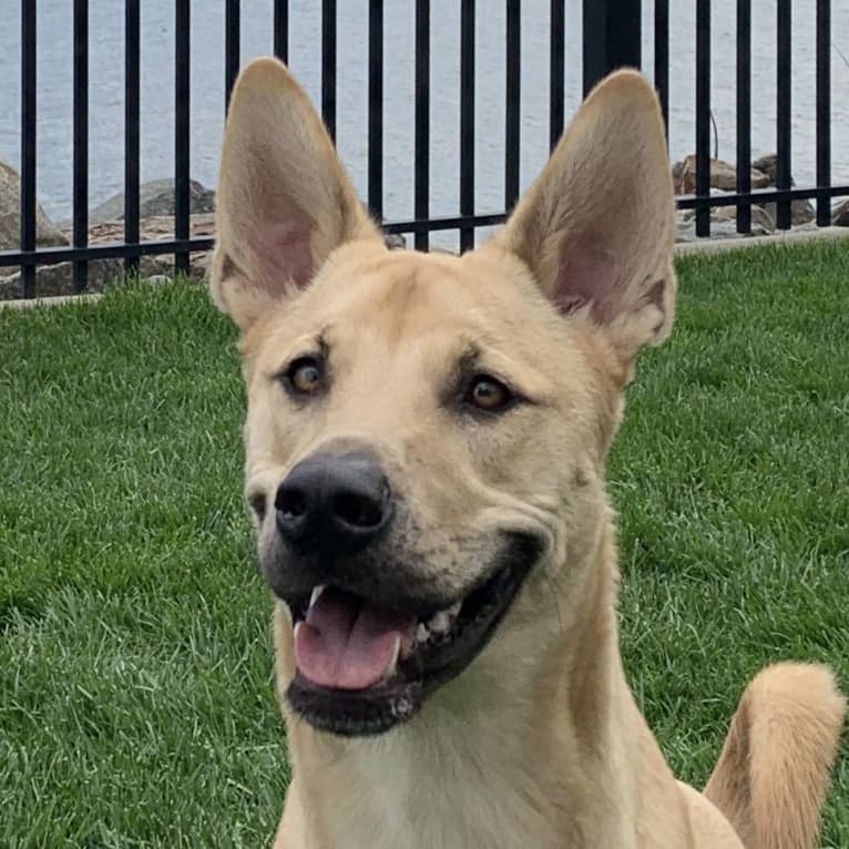 Leo, a Chow Chow and American Pit Bull Terrier mix tested with EmbarkVet.com