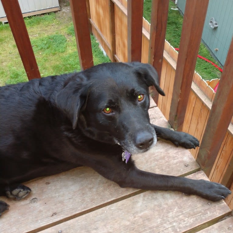 McNulty, a German Shepherd Dog and Miniature Pinscher mix tested with EmbarkVet.com