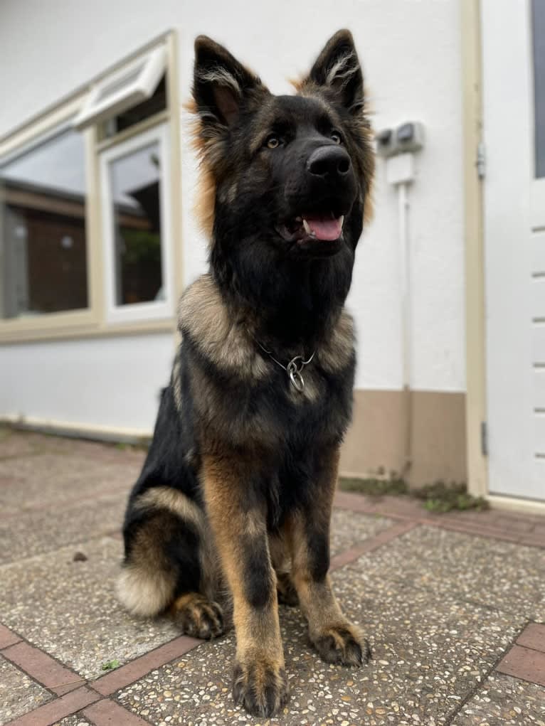 Venom, a German Shepherd Dog tested with EmbarkVet.com