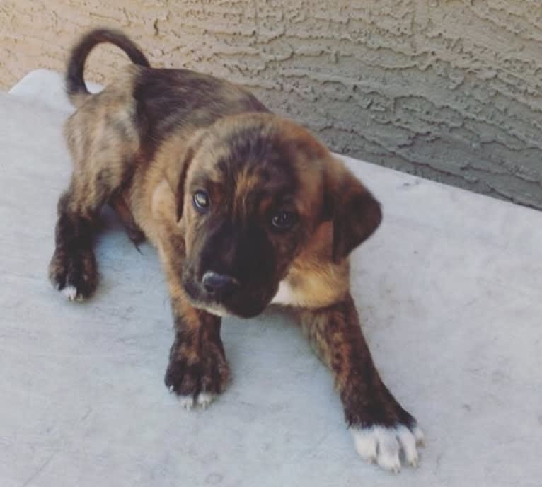 Bentley, an American Pit Bull Terrier and Rottweiler mix tested with EmbarkVet.com