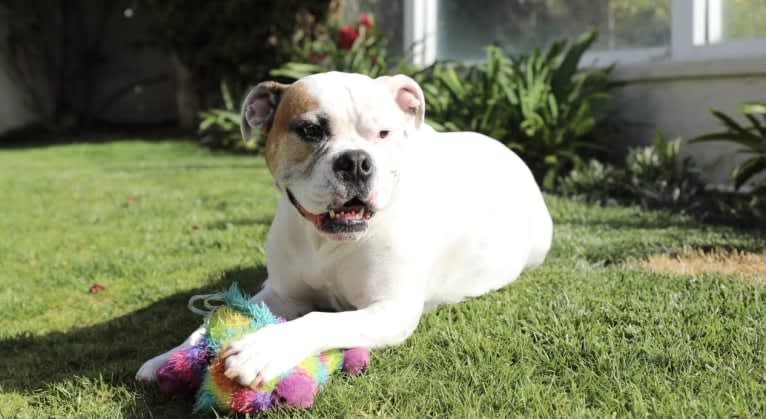 Kobe, a Bulldog and American Pit Bull Terrier mix tested with EmbarkVet.com