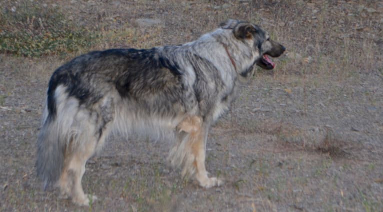 Cricket, a German Shepherd Dog and Alaskan Malamute mix tested with EmbarkVet.com