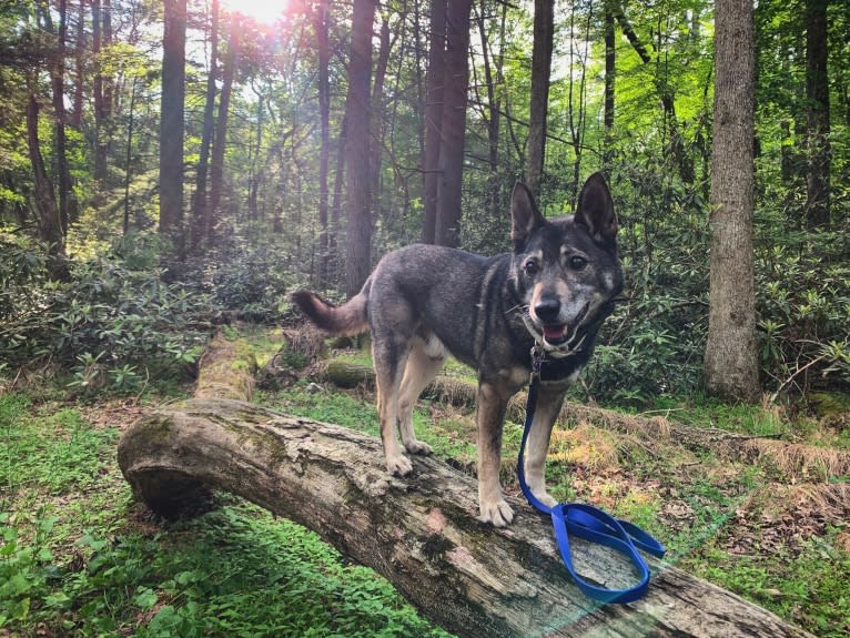 Gus, a Norwegian Elkhound and German Shepherd Dog mix tested with EmbarkVet.com