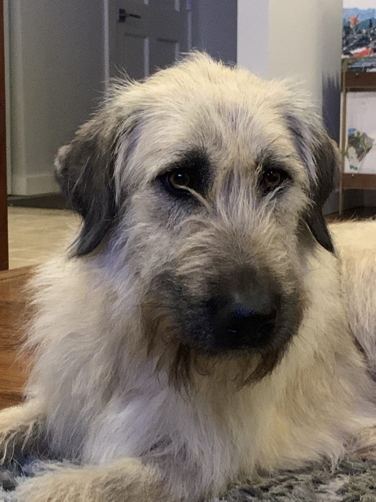 Roxy, an Anatolian Shepherd Dog and Giant Schnauzer mix tested with EmbarkVet.com
