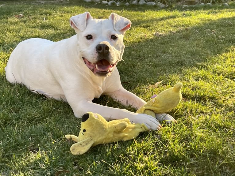 Fetty, an American Pit Bull Terrier and American Staffordshire Terrier mix tested with EmbarkVet.com