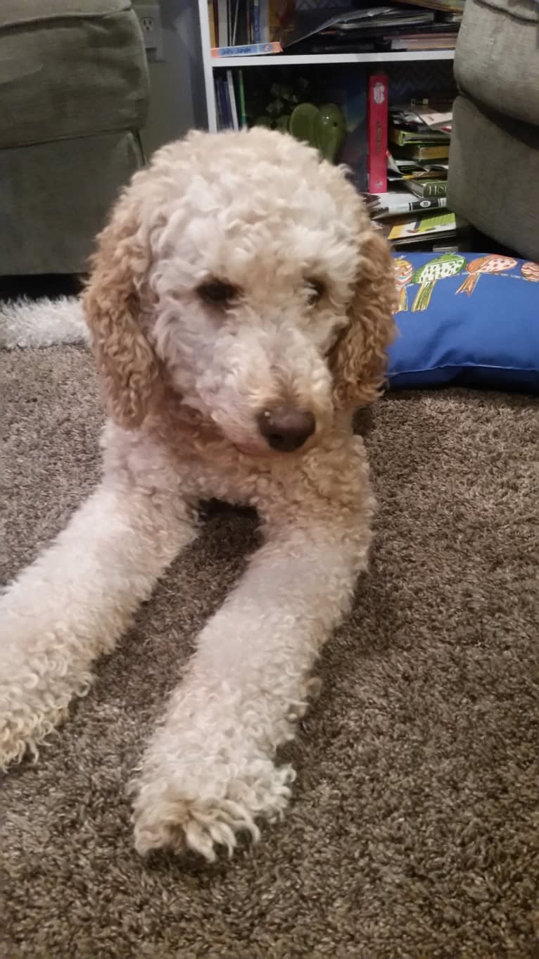 Winchester, a Poodle (Standard) tested with EmbarkVet.com