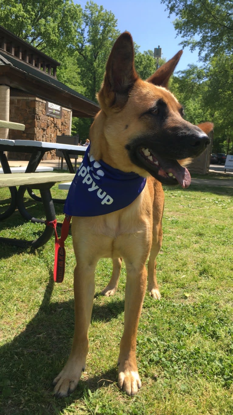 Odin, an American Pit Bull Terrier and Akita mix tested with EmbarkVet.com