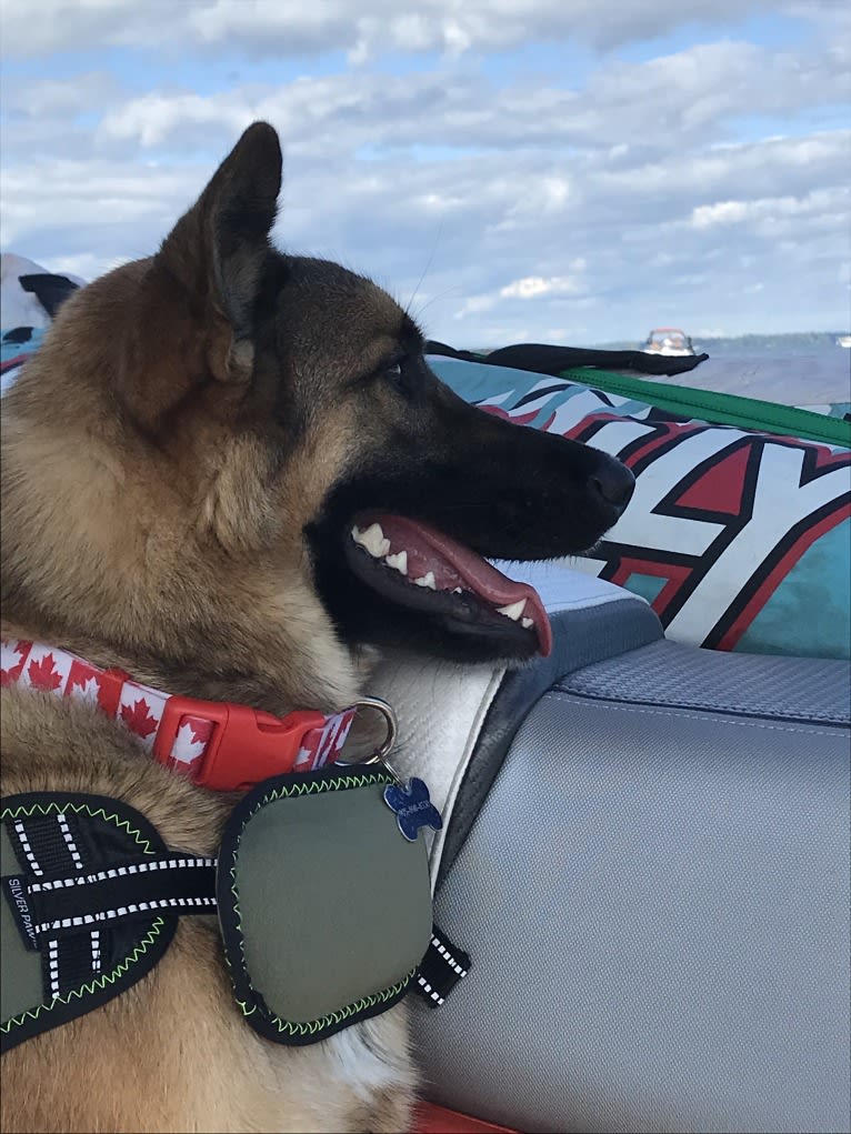 Percy, a Norwegian Elkhound and Australian Cattle Dog mix tested with EmbarkVet.com