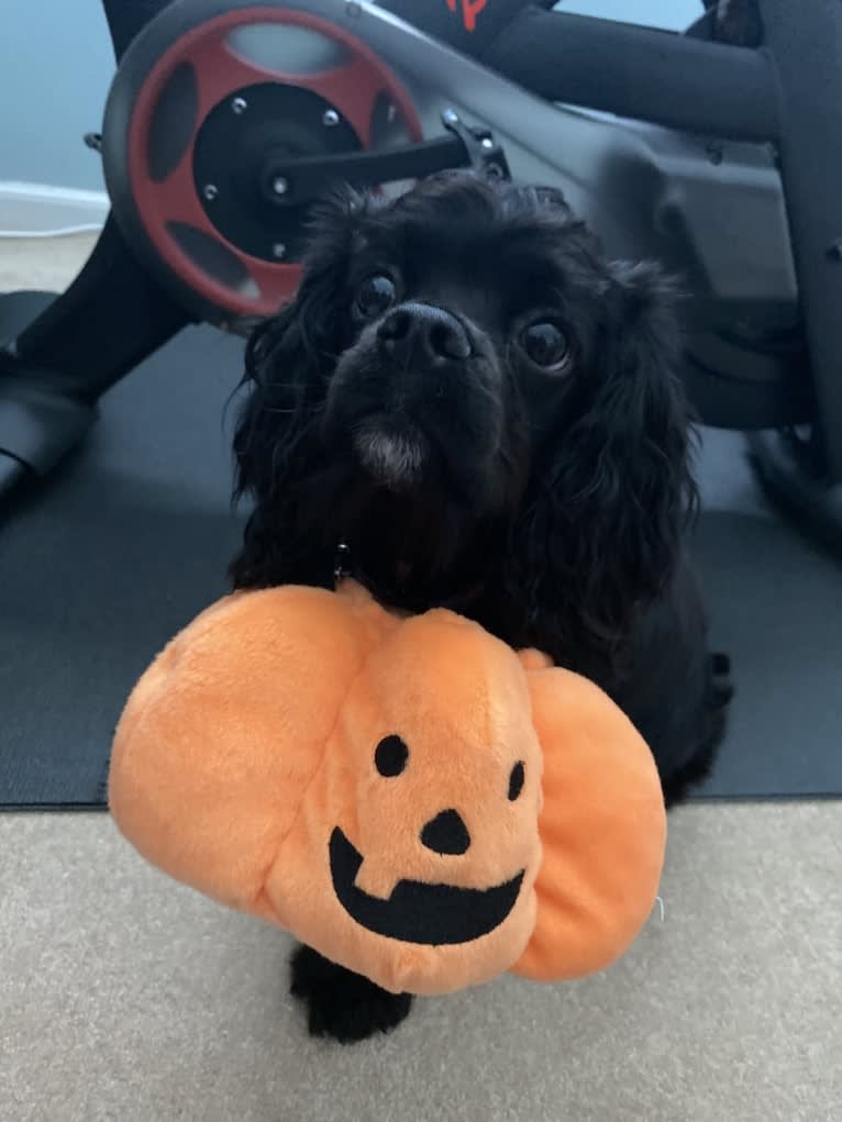 Pepper, a Cavalier King Charles Spaniel and Cocker Spaniel mix tested with EmbarkVet.com