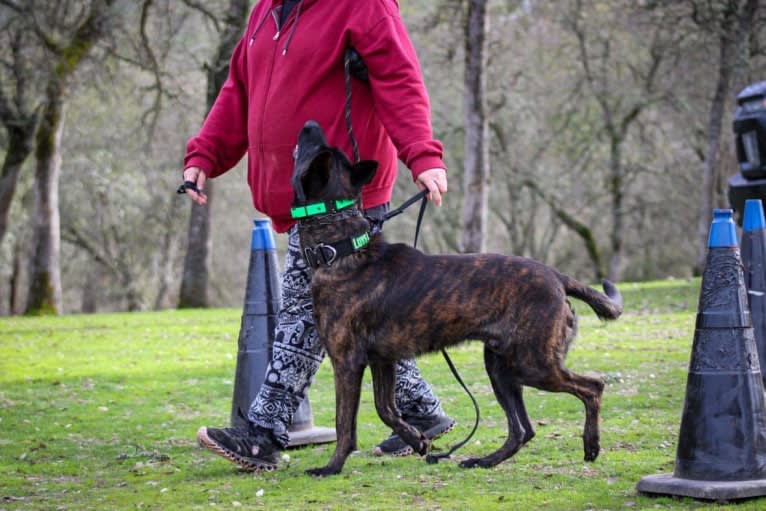 Static, a Dutch Shepherd tested with EmbarkVet.com