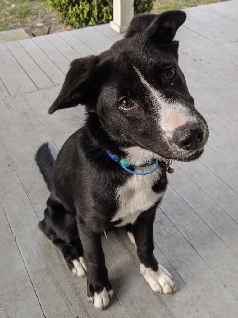 Teddy, a Siberian Husky and American Pit Bull Terrier mix tested with EmbarkVet.com