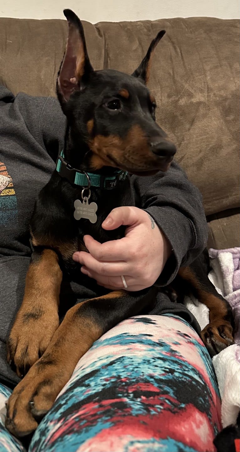 Doberman Fields’ Hecate / Rhaenyra, a Doberman Pinscher tested with EmbarkVet.com