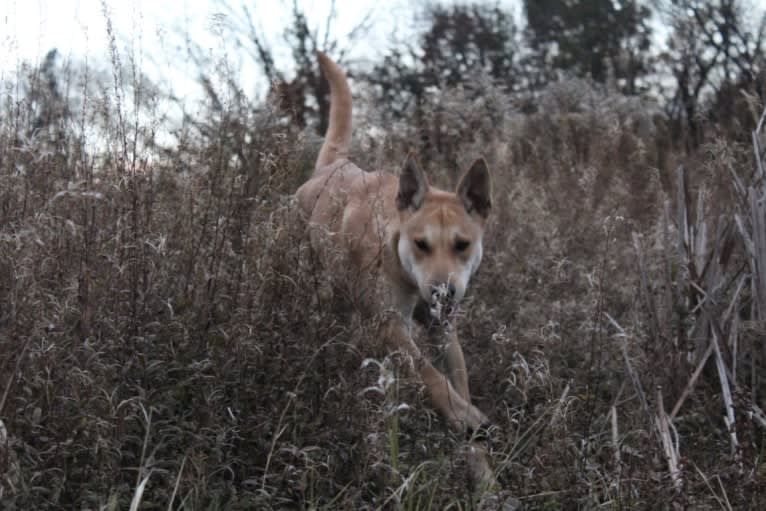 Bones, a Carolina Dog tested with EmbarkVet.com