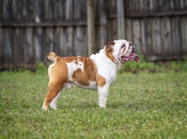 Kaijū, a Bulldog tested with EmbarkVet.com