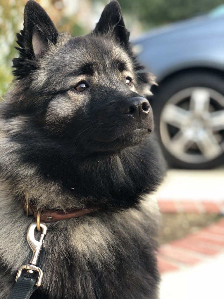 Thor, a Keeshond tested with EmbarkVet.com