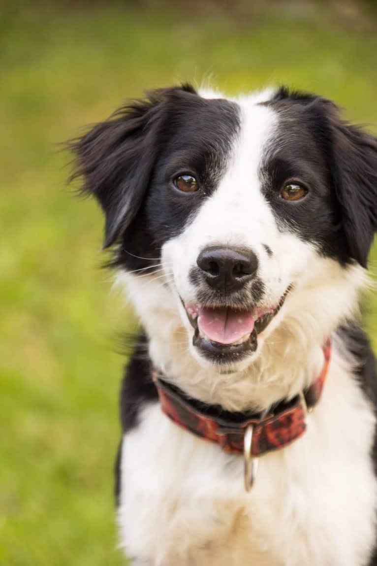 Drift, a Russell-type Terrier and Border Collie mix tested with EmbarkVet.com