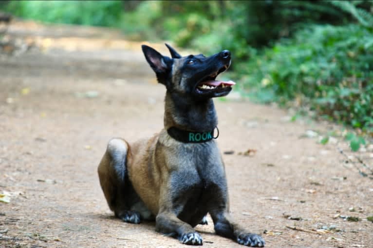 Rook, a Belgian Shepherd tested with EmbarkVet.com