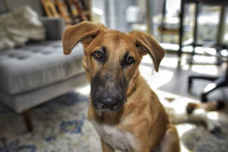 Luger, a German Shepherd Dog and Great Pyrenees mix tested with EmbarkVet.com