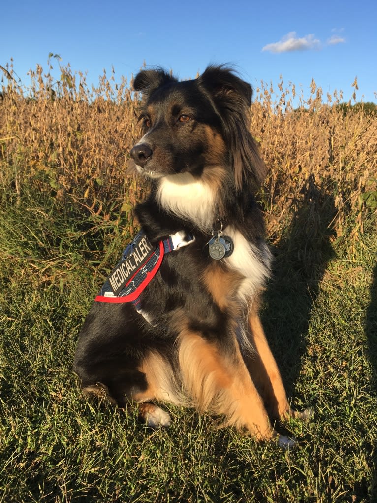 Jeter Brolinn, an Australian Shepherd tested with EmbarkVet.com