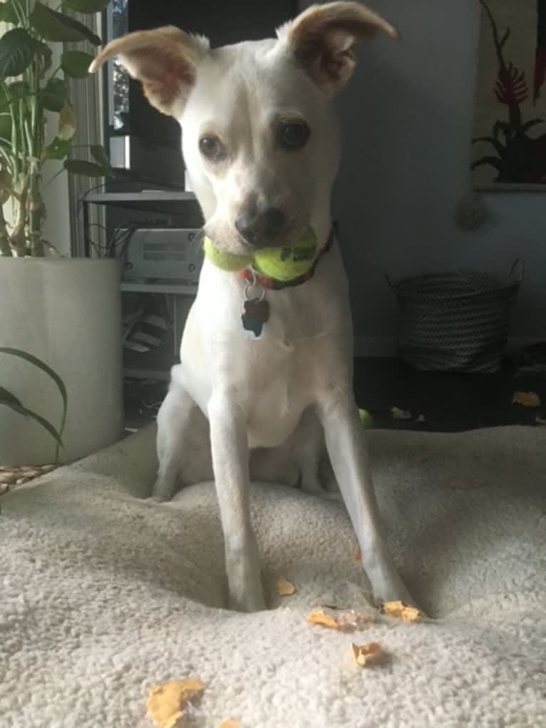Archie, a Polynesian Village Dog tested with EmbarkVet.com